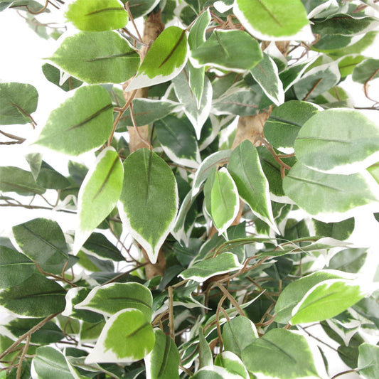 130cm Artificial Variegated White/Green Bushy Ficus Tree Gold Planter – image 2