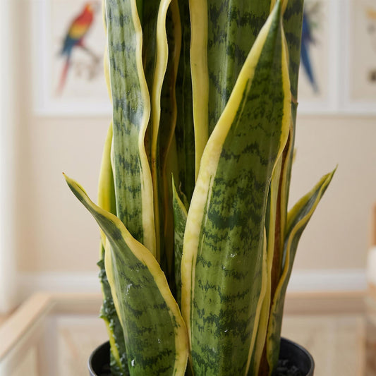 55cm Sansevieria Yellow Green Artificial Indoor Plant – image 2
