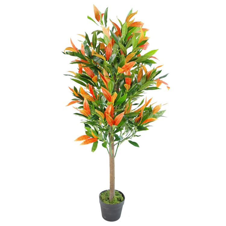 Ficus Trees
