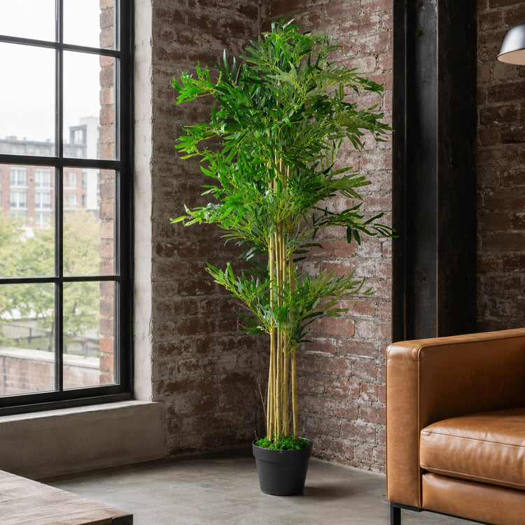 Bamboo