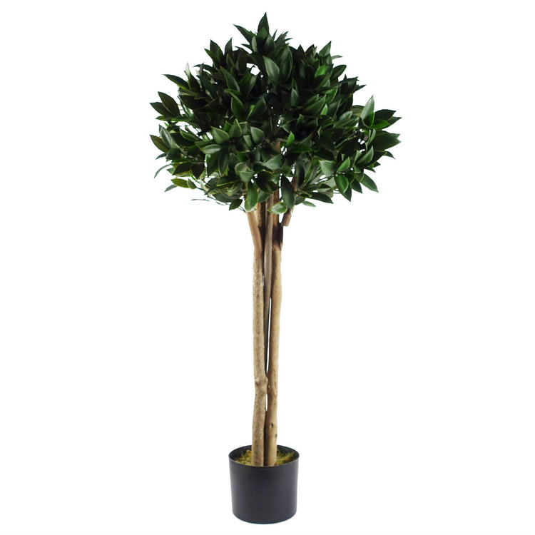 Bay Trees