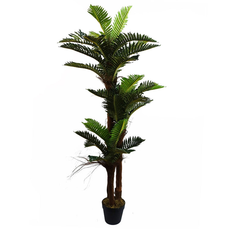 Palm and Exotic