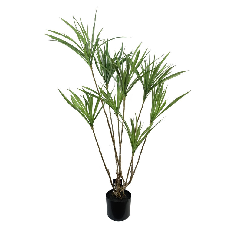 Dracaena Plants