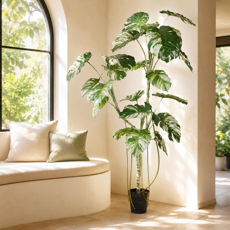 Monstera Plants