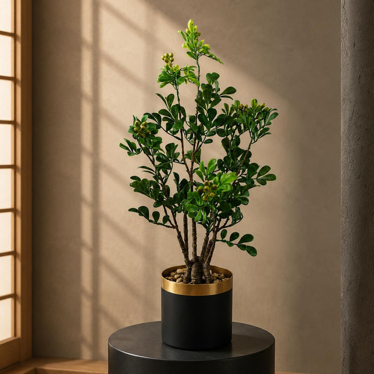 Bonsai Trees