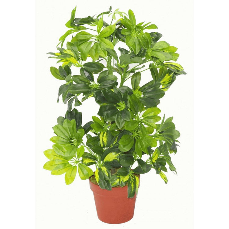 Arboricola
