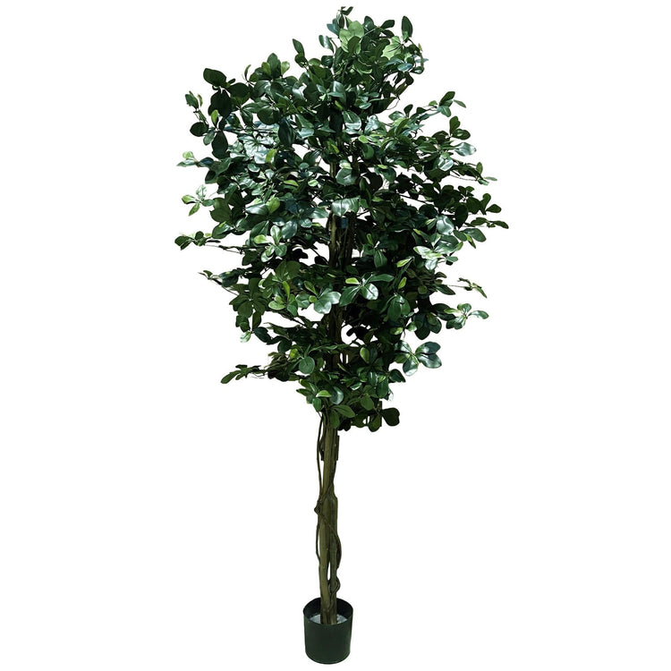 Olive and Fruit Trees
