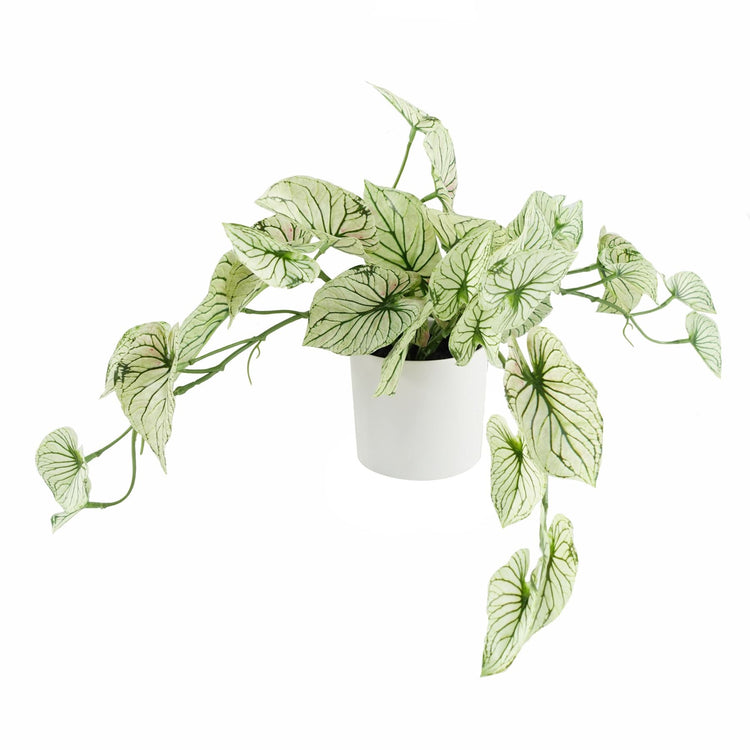 Hanging Plants