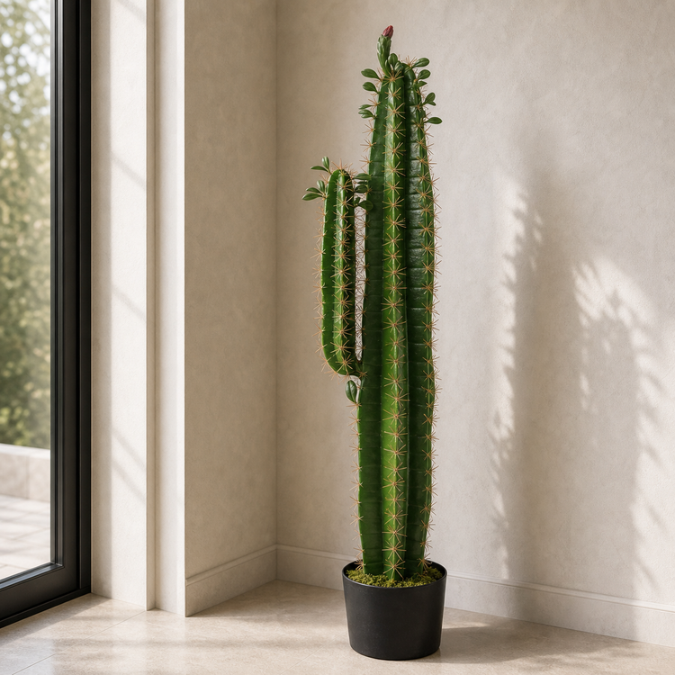 Cacti and Succulents