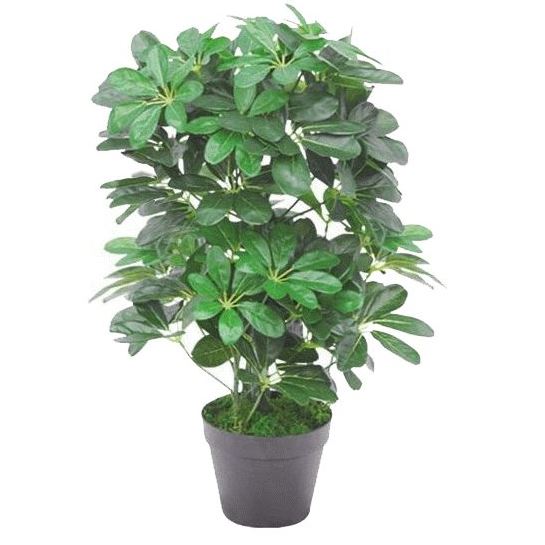 Foliage Plants