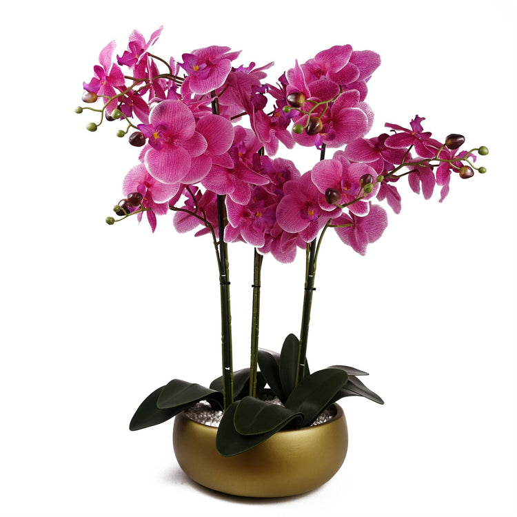 Orchids