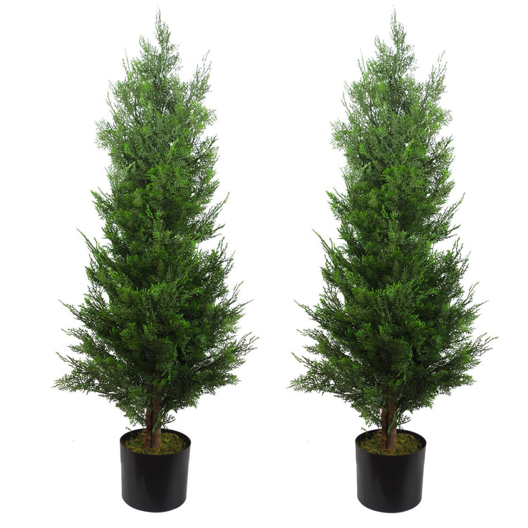 Cedar & Cypress