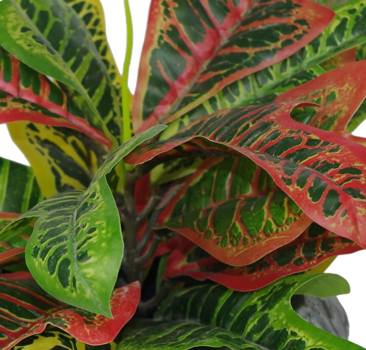 40cm Artificial Codiaeum Multicoloured Plant – image 3