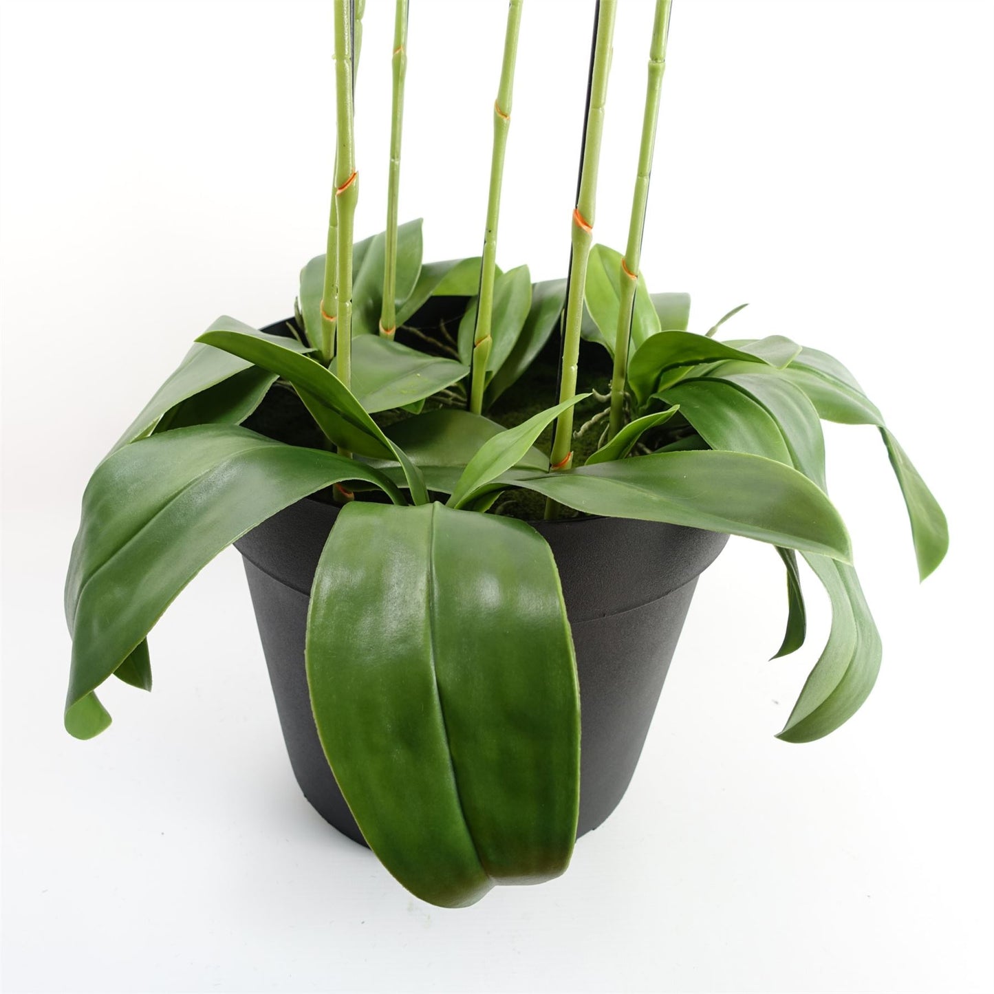 150cm Giant Purple Orchid Plant Artificial 189 flowers REAL TOUCH