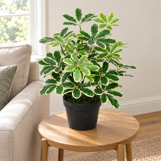 55cm Variegated Plant Artificial Arboricola