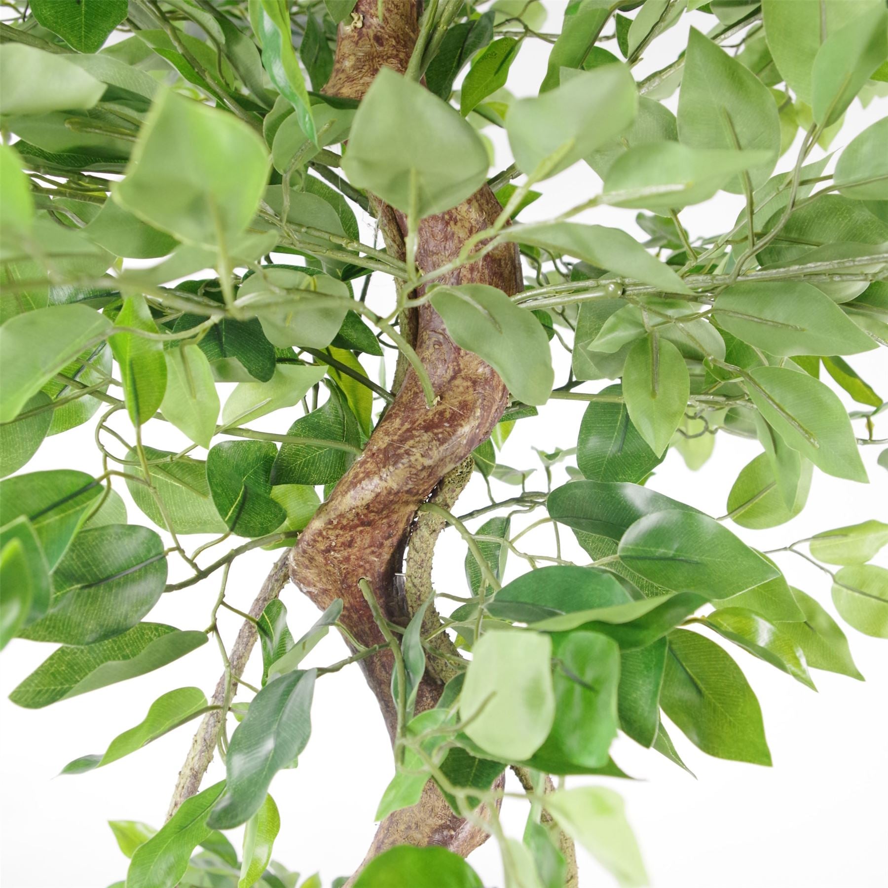 150cm Twisted Trunk Artificial Fruticosa Ficus Tree Black Planter – image 3