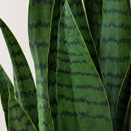 70cm Artificial Sansevieria Dark Green – image 2