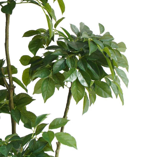 150cm Radermachera Realistic Artificial Tree