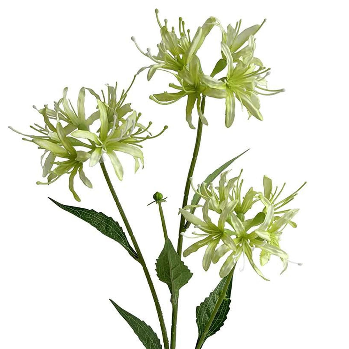 Pack of 6 x 72cm Artificial Lime Green Spider Lily Stems