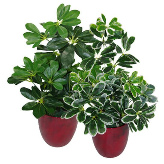 55cm Variegated Plant Artificial Arboricola